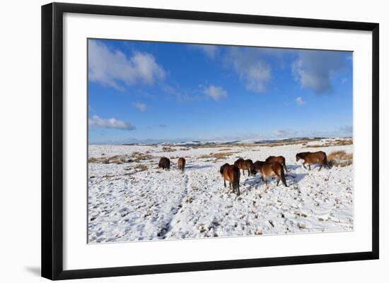 Ponies Forage for Food in the Snow on the Mynydd Epynt Moorland, Powys, Wales-Graham Lawrence-Framed Photographic Print