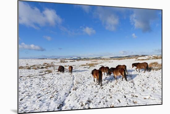 Ponies Forage for Food in the Snow on the Mynydd Epynt Moorland, Powys, Wales-Graham Lawrence-Mounted Photographic Print