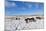 Ponies Forage for Food in the Snow on the Mynydd Epynt Moorland, Powys, Wales-Graham Lawrence-Mounted Photographic Print