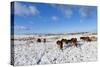 Ponies Forage for Food in the Snow on the Mynydd Epynt Moorland, Powys, Wales-Graham Lawrence-Stretched Canvas