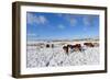 Ponies Forage for Food in the Snow on the Mynydd Epynt Moorland, Powys, Wales-Graham Lawrence-Framed Photographic Print