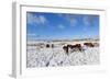 Ponies Forage for Food in the Snow on the Mynydd Epynt Moorland, Powys, Wales-Graham Lawrence-Framed Photographic Print