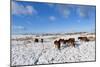 Ponies Forage for Food in the Snow on the Mynydd Epynt Moorland, Powys, Wales-Graham Lawrence-Mounted Photographic Print