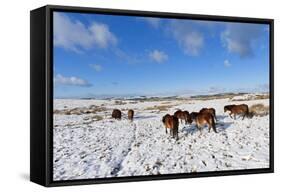 Ponies Forage for Food in the Snow on the Mynydd Epynt Moorland, Powys, Wales-Graham Lawrence-Framed Stretched Canvas