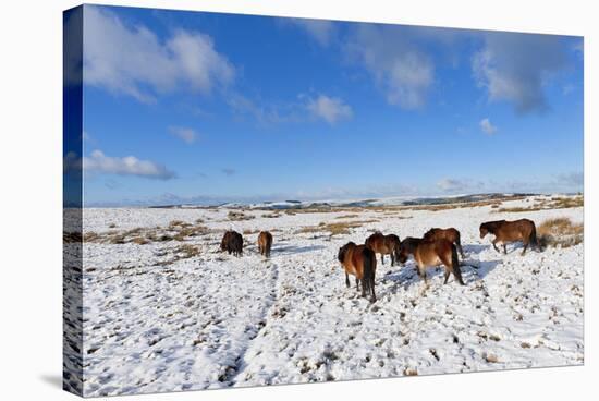 Ponies Forage for Food in the Snow on the Mynydd Epynt Moorland, Powys, Wales-Graham Lawrence-Stretched Canvas