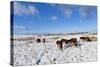 Ponies Forage for Food in the Snow on the Mynydd Epynt Moorland, Powys, Wales-Graham Lawrence-Stretched Canvas