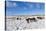 Ponies Forage for Food in the Snow on the Mynydd Epynt Moorland, Powys, Wales-Graham Lawrence-Stretched Canvas