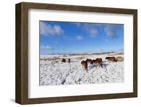 Ponies Forage for Food in the Snow on the Mynydd Epynt Moorland, Powys, Wales-Graham Lawrence-Framed Photographic Print