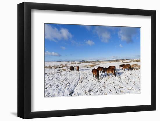 Ponies Forage for Food in the Snow on the Mynydd Epynt Moorland, Powys, Wales-Graham Lawrence-Framed Photographic Print