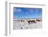 Ponies Forage for Food in the Snow on the Mynydd Epynt Moorland, Powys, Wales-Graham Lawrence-Framed Photographic Print