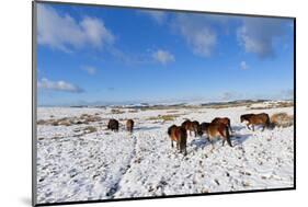 Ponies Forage for Food in the Snow on the Mynydd Epynt Moorland, Powys, Wales-Graham Lawrence-Mounted Photographic Print