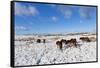 Ponies Forage for Food in the Snow on the Mynydd Epynt Moorland, Powys, Wales-Graham Lawrence-Framed Stretched Canvas