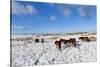 Ponies Forage for Food in the Snow on the Mynydd Epynt Moorland, Powys, Wales-Graham Lawrence-Stretched Canvas