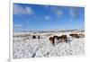 Ponies Forage for Food in the Snow on the Mynydd Epynt Moorland, Powys, Wales-Graham Lawrence-Framed Photographic Print