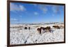 Ponies Forage for Food in the Snow on the Mynydd Epynt Moorland, Powys, Wales-Graham Lawrence-Framed Photographic Print