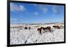 Ponies Forage for Food in the Snow on the Mynydd Epynt Moorland, Powys, Wales-Graham Lawrence-Framed Photographic Print