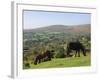 Ponies Grazing on Dartmoor, Dartmoor National Park, Devon, England, United Kingdom, Europe-James Emmerson-Framed Photographic Print