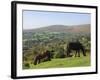 Ponies Grazing on Dartmoor, Dartmoor National Park, Devon, England, United Kingdom, Europe-James Emmerson-Framed Photographic Print