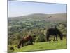 Ponies Grazing on Dartmoor, Dartmoor National Park, Devon, England, United Kingdom, Europe-James Emmerson-Mounted Photographic Print