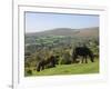 Ponies Grazing on Dartmoor, Dartmoor National Park, Devon, England, United Kingdom, Europe-James Emmerson-Framed Photographic Print