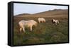 Ponies Grazing, Tor in Background, Dartmoor National Park, Devon, England, United Kingdom-Peter Groenendijk-Framed Stretched Canvas