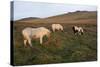 Ponies Grazing, Tor in Background, Dartmoor National Park, Devon, England, United Kingdom-Peter Groenendijk-Stretched Canvas