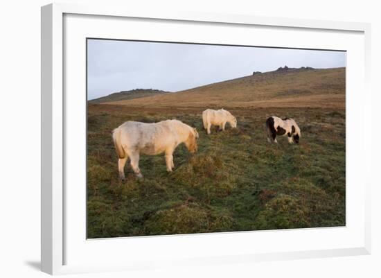 Ponies Grazing, Tor in Background, Dartmoor National Park, Devon, England, United Kingdom-Peter Groenendijk-Framed Photographic Print