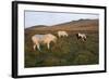 Ponies Grazing, Tor in Background, Dartmoor National Park, Devon, England, United Kingdom-Peter Groenendijk-Framed Photographic Print