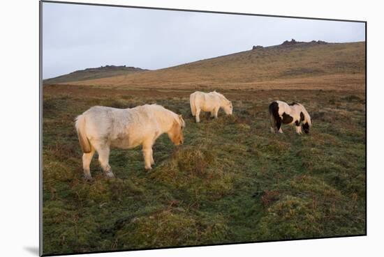 Ponies Grazing, Tor in Background, Dartmoor National Park, Devon, England, United Kingdom-Peter Groenendijk-Mounted Photographic Print