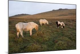 Ponies Grazing, Tor in Background, Dartmoor National Park, Devon, England, United Kingdom-Peter Groenendijk-Mounted Photographic Print