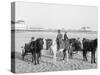 Ponies on the Beach, Atlantic City, N.J.-null-Stretched Canvas