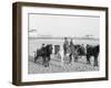 Ponies on the Beach, Atlantic City, N.J.-null-Framed Photo