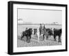 Ponies on the Beach, Atlantic City, N.J.-null-Framed Photo