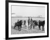 Ponies on the Beach, Atlantic City, N.J.-null-Framed Photo