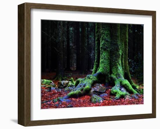 Ponthus Beech 2-Philippe Manguin-Framed Photographic Print