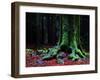 Ponthus Beech 2-Philippe Manguin-Framed Photographic Print