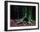 Ponthus Beech 2-Philippe Manguin-Framed Photographic Print