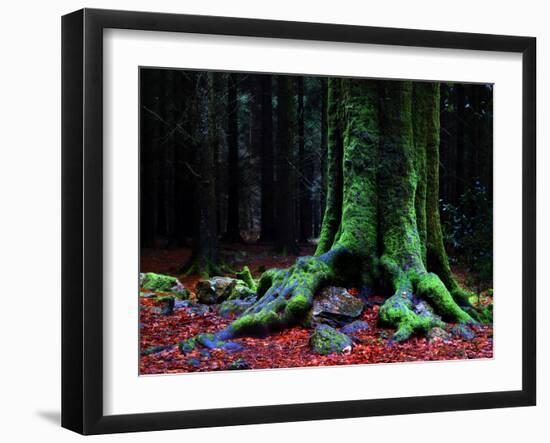 Ponthus Beech 2-Philippe Manguin-Framed Photographic Print