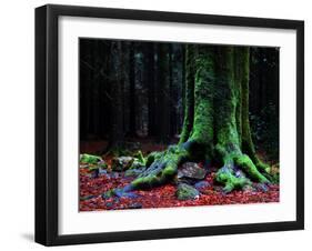 Ponthus Beech 2-Philippe Manguin-Framed Photographic Print