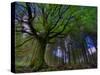 Ponthus Beech Tree 1-Philippe Manguin-Stretched Canvas