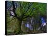 Ponthus Beech Tree 1-Philippe Manguin-Stretched Canvas