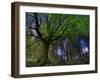 Ponthus Beech Tree 1-Philippe Manguin-Framed Photographic Print