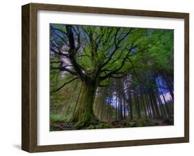 Ponthus Beech Tree 1-Philippe Manguin-Framed Photographic Print