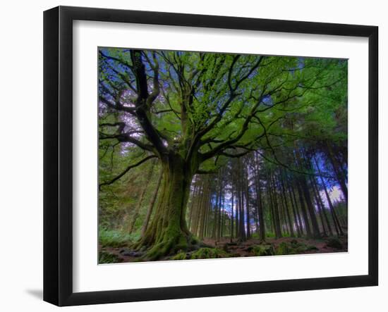 Ponthus Beech Tree 1-Philippe Manguin-Framed Photographic Print