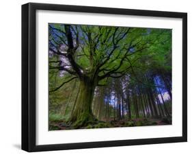 Ponthus Beech Tree 1-Philippe Manguin-Framed Photographic Print