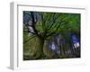 Ponthus Beech Tree 1-Philippe Manguin-Framed Photographic Print