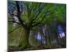 Ponthus Beech Tree 1-Philippe Manguin-Mounted Photographic Print