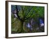 Ponthus Beech Tree 1-Philippe Manguin-Framed Photographic Print