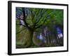 Ponthus Beech Tree 1-Philippe Manguin-Framed Photographic Print