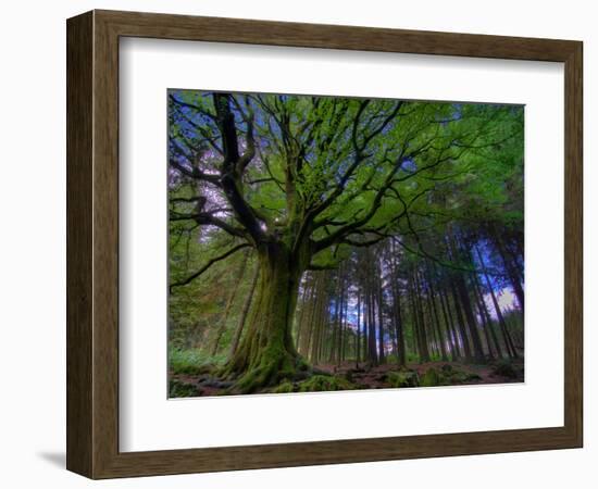 Ponthus Beech Tree 1-Philippe Manguin-Framed Photographic Print